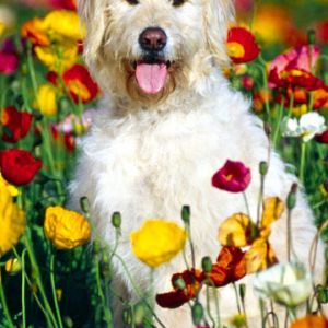 Mutlu Köpek Çiçek Tarlasında