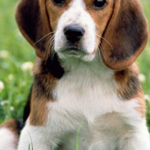 Sevimli Beagle Yavru
