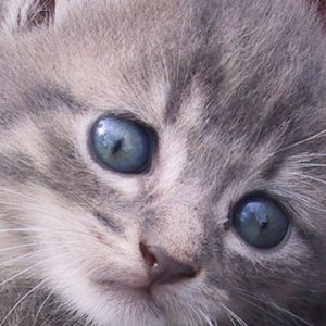 Şirin Gri Yavru Kedi