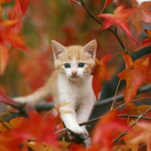Sevimli Kedi Sonbahar Yaprakları Arasında