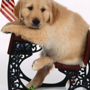 Şirin Golden Retriever Yavru