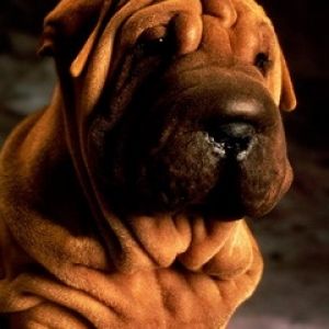 Sevimli Shar Pei Köpeği