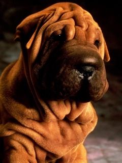 Sevimli Shar Pei Köpeği