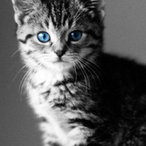 Mavi Gözlü Yavru Kedi