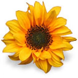 Canlı Ayçiçeği