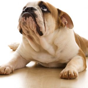 Sevimli Bulldog Dinleniyor