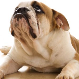 Sevimli Bulldog Yavru