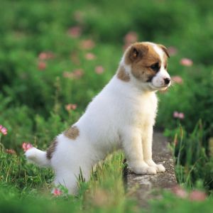 Sevimli Yavru Köpek Tarlada