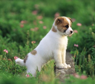 Sevimli Yavru Köpek Tarlada - wallpaper preview