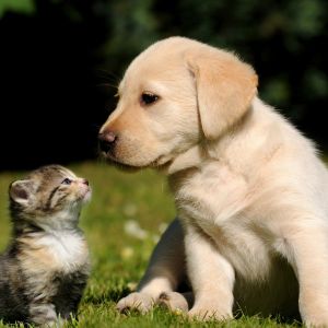 Şirin Yavru Köpek ve Kedi