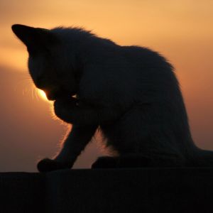 Güneş Batarken Bir Kedinin Silueti