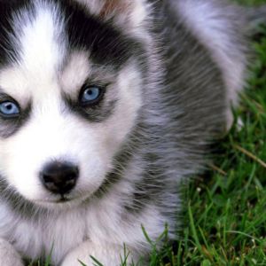 Sevimli Husky Yavru
