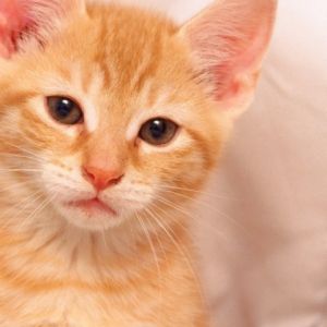 Şirin Turuncu Kedi