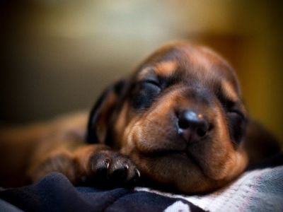 Uyuyan Yavru Köpek Duvar Kağıdı