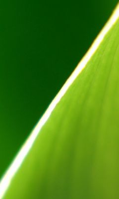 Yeşil Yaprak Yakın Çekim - wallpaper preview