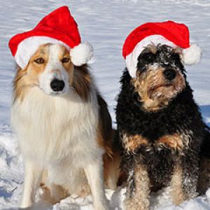 Santa Şapkası Takan Köpekler
