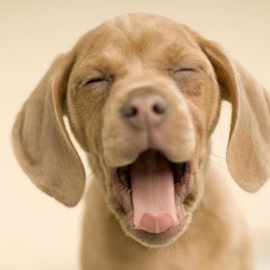 Sevimli Esneyen Yavru Köpek