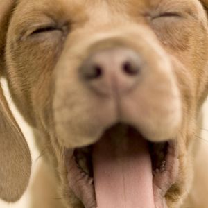 Sevimli Esneyen Yavru Köpek