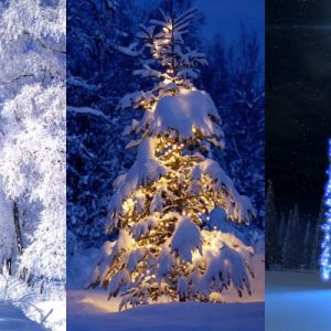 Kış Harikalar Diyarı Noel