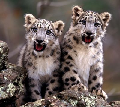Kar Leoparı Yavruları - wallpaper preview