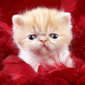 Şirin Kedi Kırmızı Tüylerle