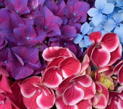 Renkli Hortensia Çiçekleri