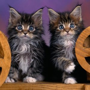 Sevimli Maine Coon Yavru Kediler