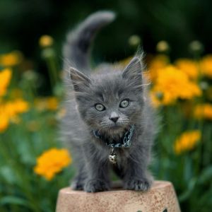 Sevimli Gri Yavru Kedi Çiçeklerin Arasında
