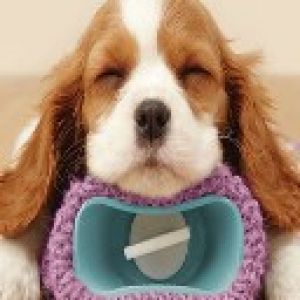 Sevimli Uyuyan Yavru Köpek