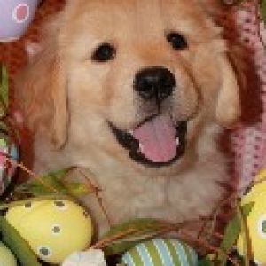 Şirin Golden Retriever Yavru