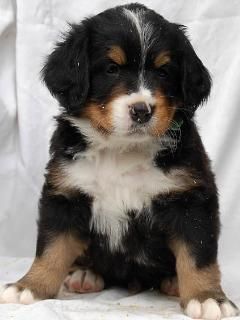 Sevimli Bernese Dağ Köpeği Yavrusu - wallpaper preview