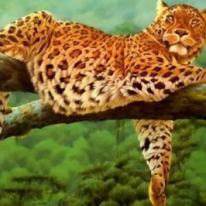 Ağaç Daldında Yatan Leopar
