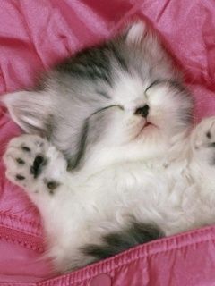 Tatlı Uyuyan Kedi