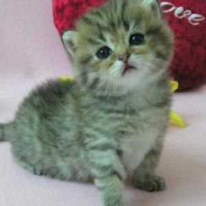 Sevimli Yavru Kedi ile Kalp