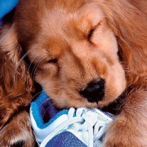 Spor Ayakkabısında Uyuyan Yavru Köpek