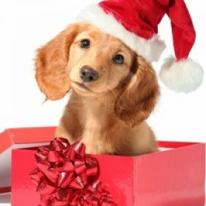 Şirin Yavru Köpek Noel Şapkasıyla