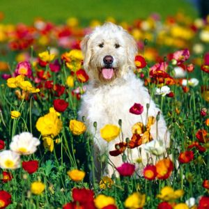 Şirin Köpek Çiçek Tarlasında