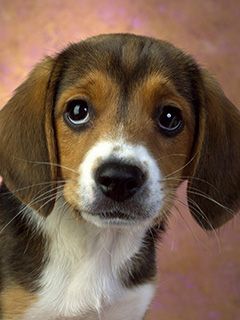 Sevimli Beagle Yavru - wallpaper preview