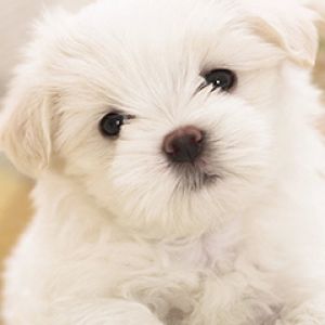 Şirin Beyaz Yavru Köpek