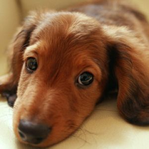 Sevimli Yavru Köpek Yakın Çekim