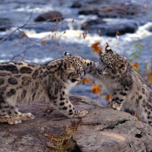 Kar Leoparları Oynuyor