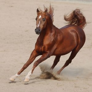 Koşan At