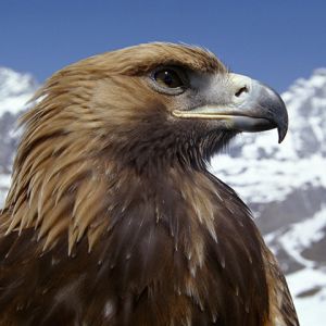 Görkemli Altın Şahin