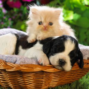 Sevimli Yavru Köpek ve Kedi Birlikte