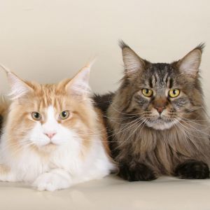 Maine Coon Kedileri