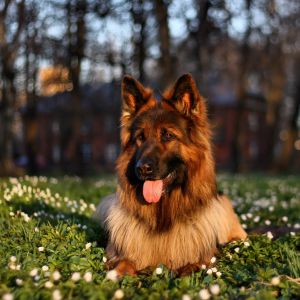 Güzel Alman Çoban Köpeği Doğada