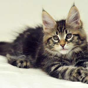 Sevimli Maine Coon Yavru