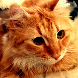 Sevimli Kedi ve Köpek Birlikte
