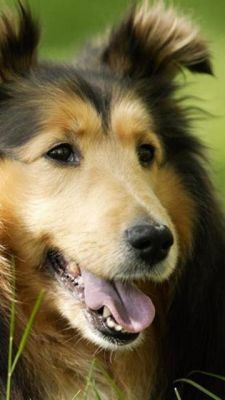 Sevimli Collie Köpek - wallpaper preview