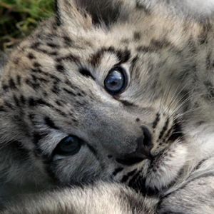 Kar Leoparı Yavrusu